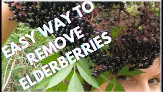 The fast easy way to remove elderberries from their stems