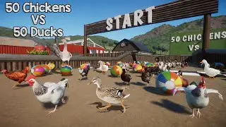 50 Chickens VS 50 Ducks in Planet Zoo included Sussex Chicken, Australian Wood Duck, and Rooster