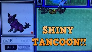 SHINY TANCOON!!