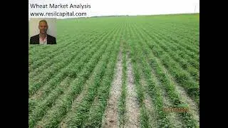 Wheat Market Analysis