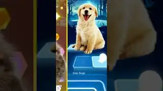 Cute Dog Shakira Waka Waka | Tiles Hop EDM Rush | #shorts #dog