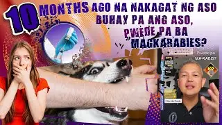 10 MONTHS AGO NAKAGAT NG ASO, BUHAY PA ANG ASO, PWEDE PA MAGKARABIES?