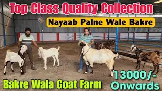 13000/- Onwards Top Quality Andul Goat At BAKRE WALA GOAT FARM | 2026 Palne Wale Bakre PADHGA 