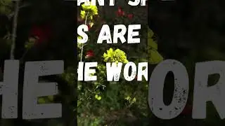 Facts about bees:: Education resources for kids:: I was today years old (#1)
