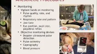 The ASV Veterinary Medical Care Guidelines for Spay-Neuter Programs (2016 rev), Pt. 2 - conference