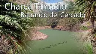 Charca TAHODIO 🏊‍♀️ y Barranco del CERCADO 🌴 - Tenerife Desconocida 3x02