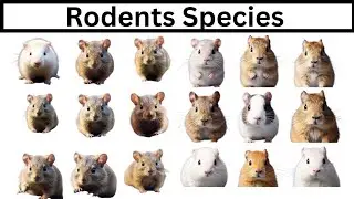 Rodent || Types of Rodents ||