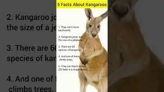What Are Fun Facts About Kangaroos #shorts