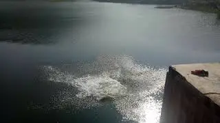 Masti swing koira bera dam. Burda