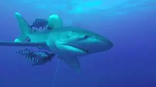 Haai close encounter