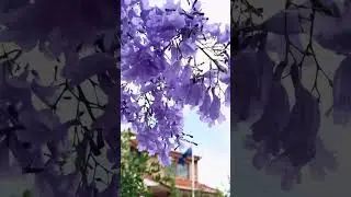 &ldquo;Exploring Brisbane&rsquo;s spring wonderland 🌸💜 The jacaranda season never fails to amaze!&rdquo;  #australia
