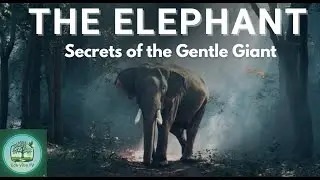 The World's Most Powerful Land Animal: The Elephant  #ElephantConservation #SriLankaWildlife