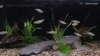 Melanotaenia maccullochi