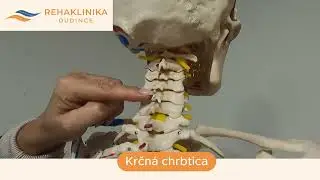 Krčn&aacute; chrbtica: Pr&iacute;činy, pr&iacute;znaky a možnosti liečby | Rehaklinika