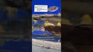 How do you tell the difference between male and female Bristlenose Catfish?