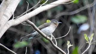 Philippine Bulbul (Hypsipetes philippinus)