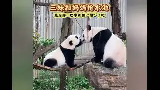 Panda boxing🤣🐼