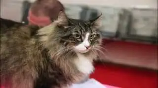 Viral Cat Show 2015 with sponsors final