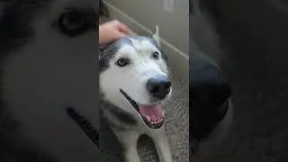 #стетхем #собака #хаски #цитатыосмысле #цитатыпрожизнь #husky #huskylife #usa #memes #siberianhusky