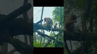 WITNESSING Incredible Animal Encounters #singaporezoo #animallover