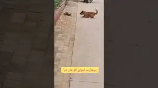 Dog and weasel fight very dangerous fight#youtube #shortvideo