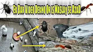 How to eliminate insects from pigeon Cage  || Pigeons Roy