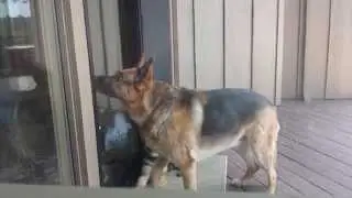 German Shepherd Mom & Adopted Puppy Sneak Inside