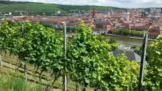 Weinberge an der Marienburg. Виноградник у крепости Мариенберг