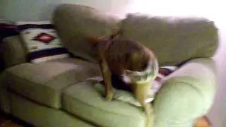 Cattle Dog Puppy Zoomies