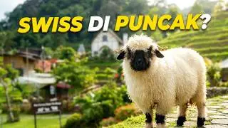 Bukit Domba Puncak | HTM 35K, Miniatur Swiss & Interaksi Domba Valais