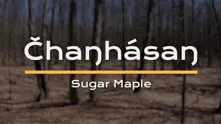 Čh&aacute;ŋhasaŋ - Sugar Maple Tapping