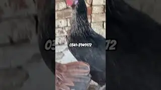 Golden Misri egg laying g