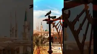 Madina new video #Beautiful #Madina Stock Footages | #Free #hdvideo  Video - #nocopyright