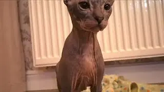 Sphynx kitten plays with a curtain. The CAT is having fun.