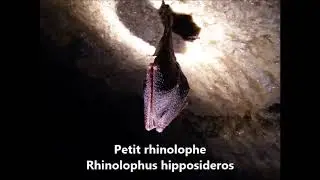 Petit rhinolophe rhinolophus hipposideros