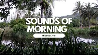 Sounds of morning in Mauritius 🎶🦜🌴 Ambient ASMR relaxing calming sounds of birds singing & chirping