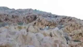 A Bird at Oman Diving Centre Sings a Song