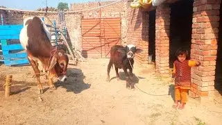 Katte ko Bublu se Milvaya | Adil Charwaha