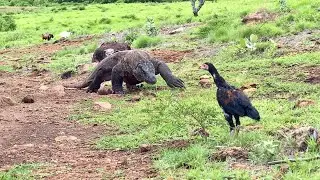 Epic Encounter 🔥Junglefowl Vs Deadly Komodo!