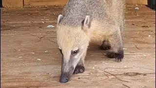 Funny Coat&iacute;es (Nasua) in the animal shelter