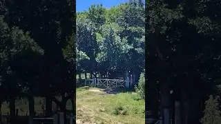 Скотоводческое хозяйство и коровы на старой трассе № 53 в Коронеле Брандсене, Буэнос-Айрес, Арген...