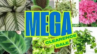 Mega Clearence sale. Whatsapp screenshots to 7406010927