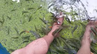 Fish Spa (Piranha Edition)