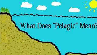Pelagic Explained (Ocean Zones 101)