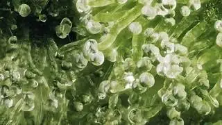 The Amazing Close-Up View of Cannabis Magical Buds #cann8