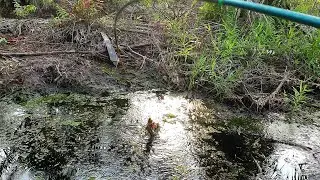 PALM FLAT SWAMP! A Gathering Place for Predatory Fish.