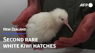Second rare white kiwi hatches in New Zealand
