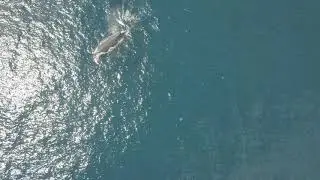 Dampier Archipelago whale watching drone footage