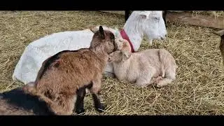 Iezii, purceii, cinci iedute noi, iepuri, prepelite, pui de gaina. / Evolutia animalelor din ferma.