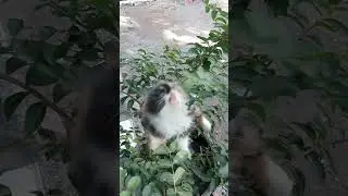 Kelakuan Si Oci#comedy #funny #dancechallenge